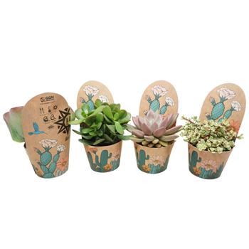 Sukulente mix F00001823