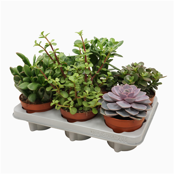Sukulente mix F00001824