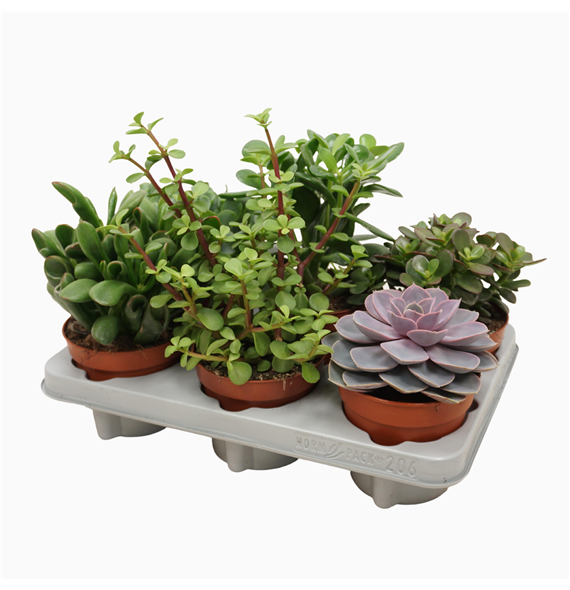 Sukulente mix F00001824