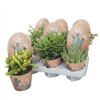Sukulente mix F00001825