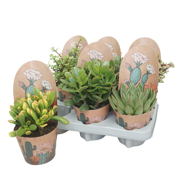 Sukulente mix F00001825