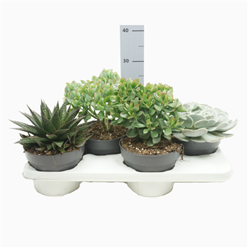 Sukulente mix F00001826
