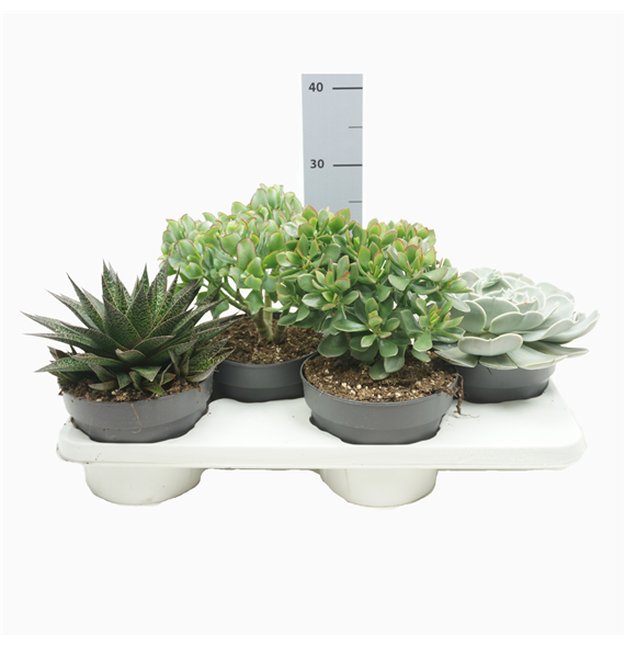 Sukulente mix F00001826