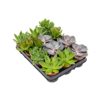 Sukulente mix 12/tray 4SUMIBP08