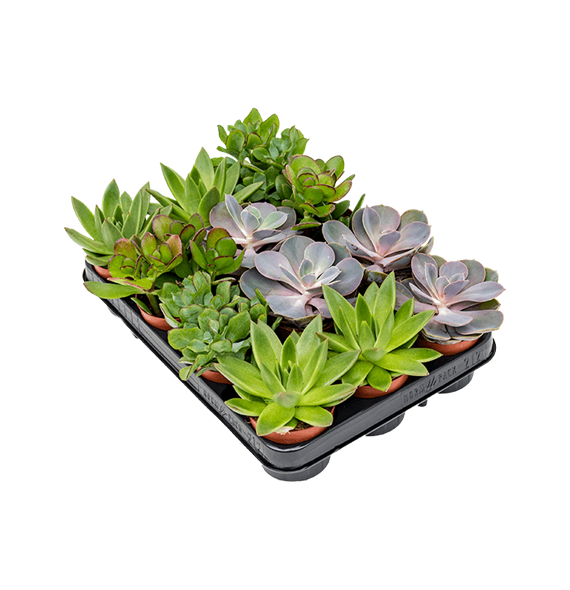 Sukulente mix 12/tray 4SUMIBP08