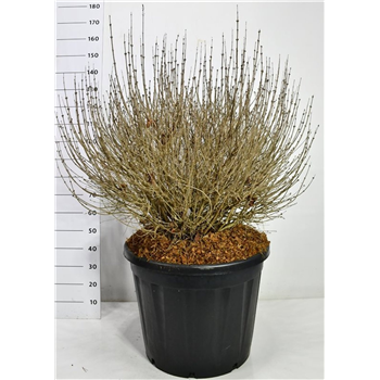Syringa meyeri 'Palibin' F00006622
