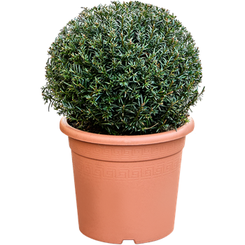 Taxus baccata 5TABABU02
