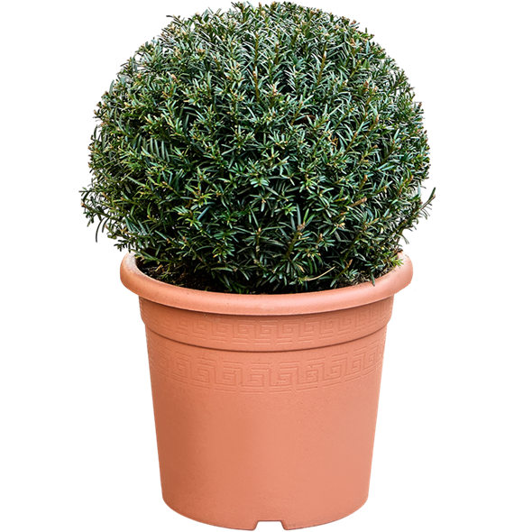 Taxus baccata 5TABABU02