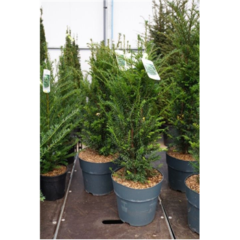 Taxus baccata F00005634