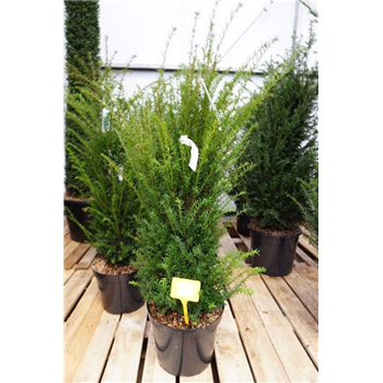 Taxus baccata F00005628