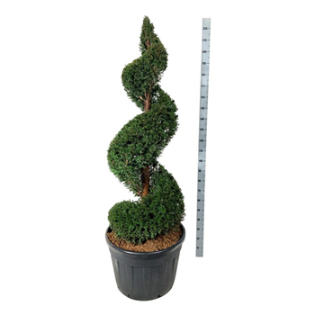 Taxus baccata F00003036