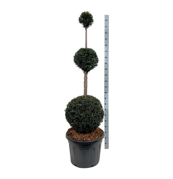 Taxus baccata F00003035