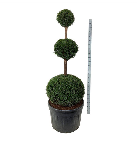Taxus baccata F00007259