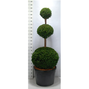 Taxus baccata F00003795