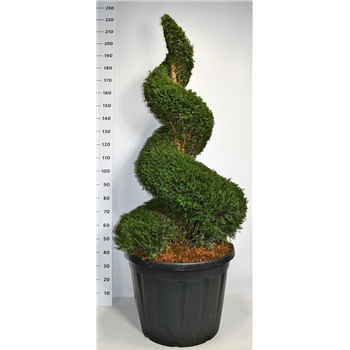 Taxus baccata F00006599
