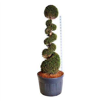 Taxus baccata F00006925