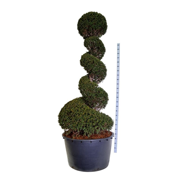 Taxus baccata F00006923