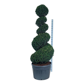 Taxus baccata F00006882
