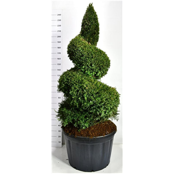Taxus baccata F00006546