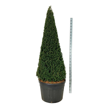 Taxus baccata F00006906