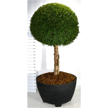 Taxus baccata F00003803