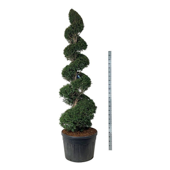 Taxus baccata F00006883