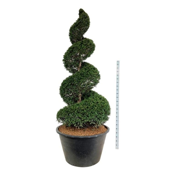 Taxus baccata F00007124