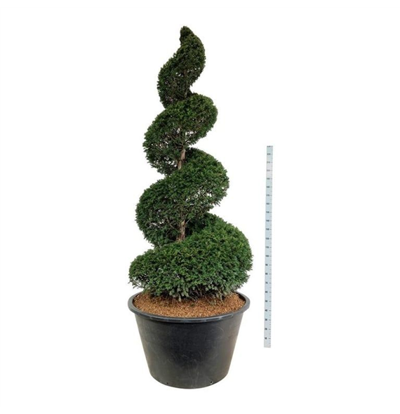 Taxus baccata F00007124
