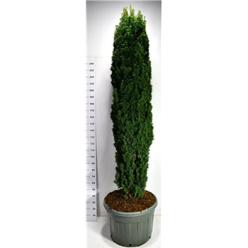 Taxus baccata 'Fastigiata Robusta' F00006553