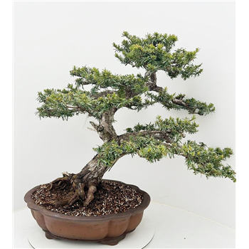 Taxus cuspidata F00007766