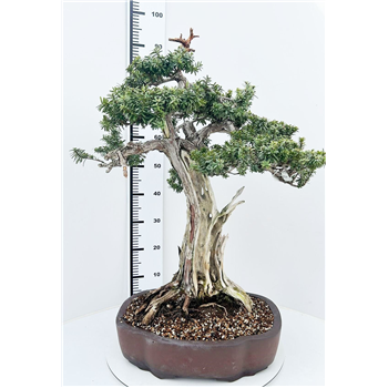 Taxus cuspidata F00007765
