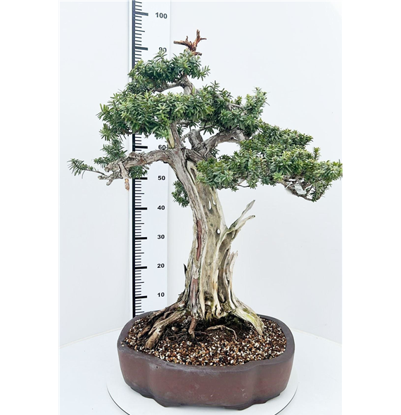 Taxus cuspidata F00007765
