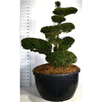 Taxus cuspidata F00004179