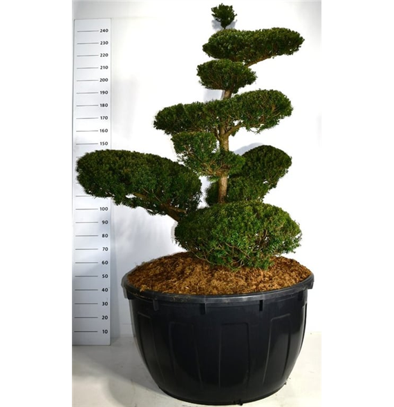 Taxus cuspidata F00004179