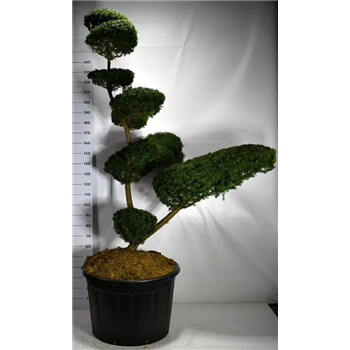 Taxus cuspidata F00006188