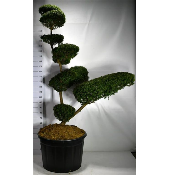 Taxus cuspidata F00006188