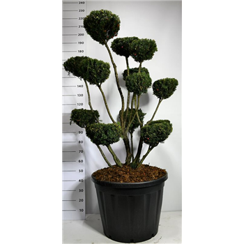 Taxus media 'Hicksii' F00003820