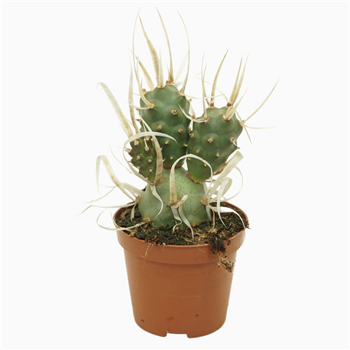 Tephrocactus articulatus F00001579