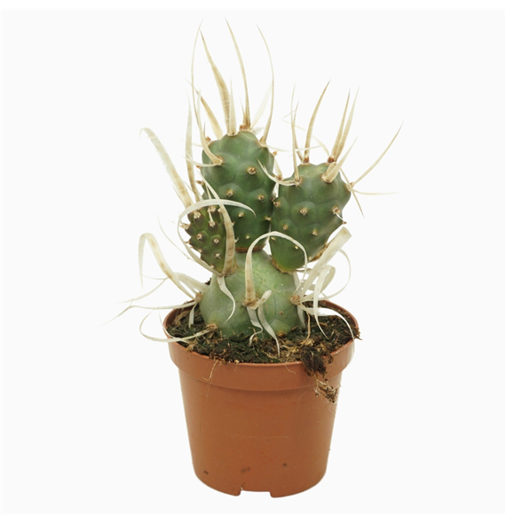 Tephrocactus articulatus F00001579
