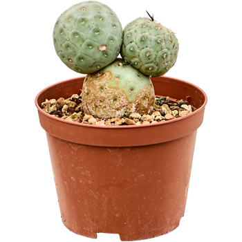 Tephrocactus geometricus 4TEGEKK10