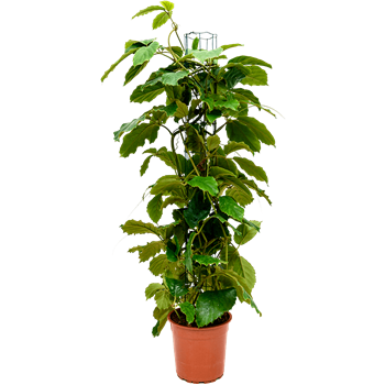 Tetrastigma voinierianum 4TEVOZU08