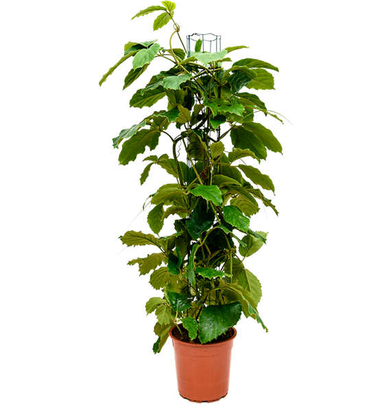 Tetrastigma voinierianum 4TEVOZU08