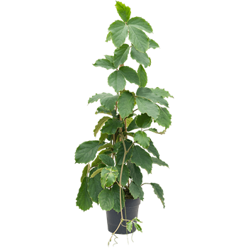 Tetrastigma voinierianum 4TEVOZU05