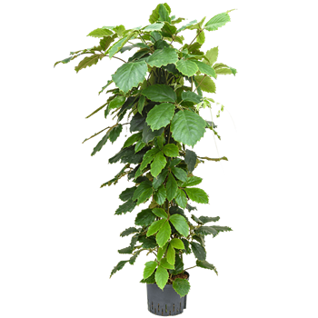 Tetrastigma voinierianum 1TETRPY38
