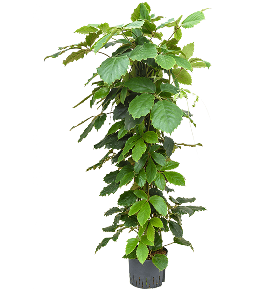 Tetrastigma voinierianum 1TETRPY38