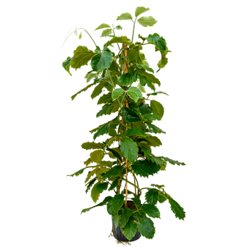 Tetrastigma voinierianum 1TETRPY36
