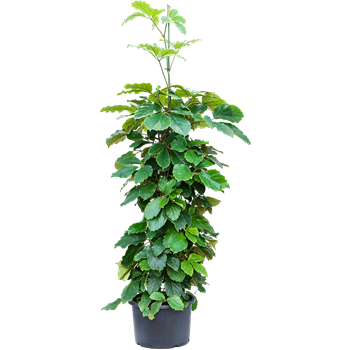 Tetrastigma voinierianum 1TETRPY58