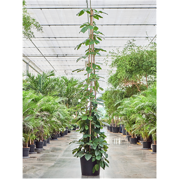 Tetrastigma voinierianum 4TEVOP300