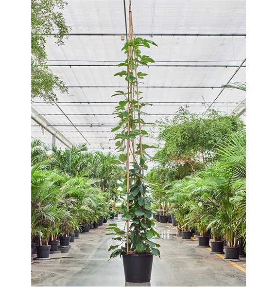 Tetrastigma voinierianum 4TEVOP400