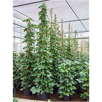Tetrastigma voinierianum 1TETRPY62